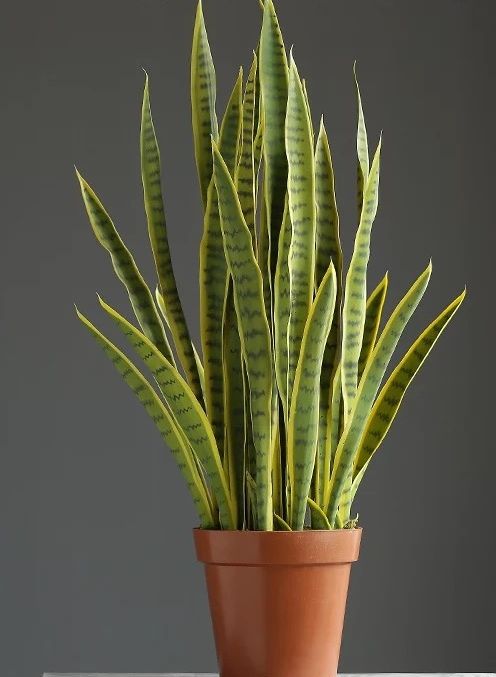 Artificial snake plant in a terracotta pot