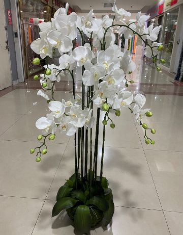White orchid arrangement, 120 cm