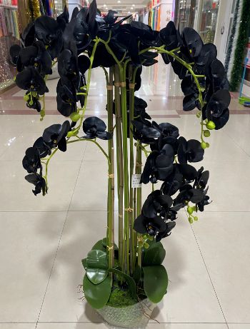 Black orchid arrangement, 120 cm