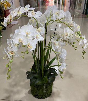 White orchid arrangement, 85 cm